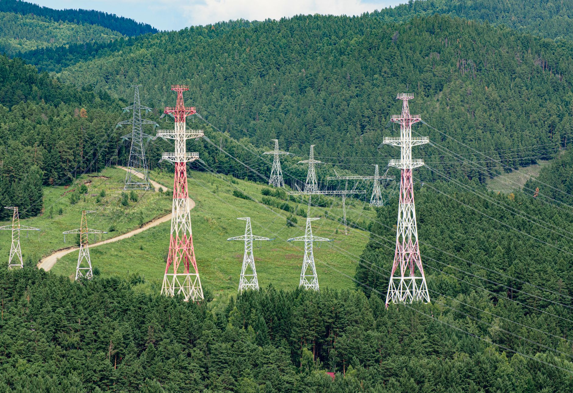 War's Unseen Fallout: Birds Nesting with Fibre-Optic Cables