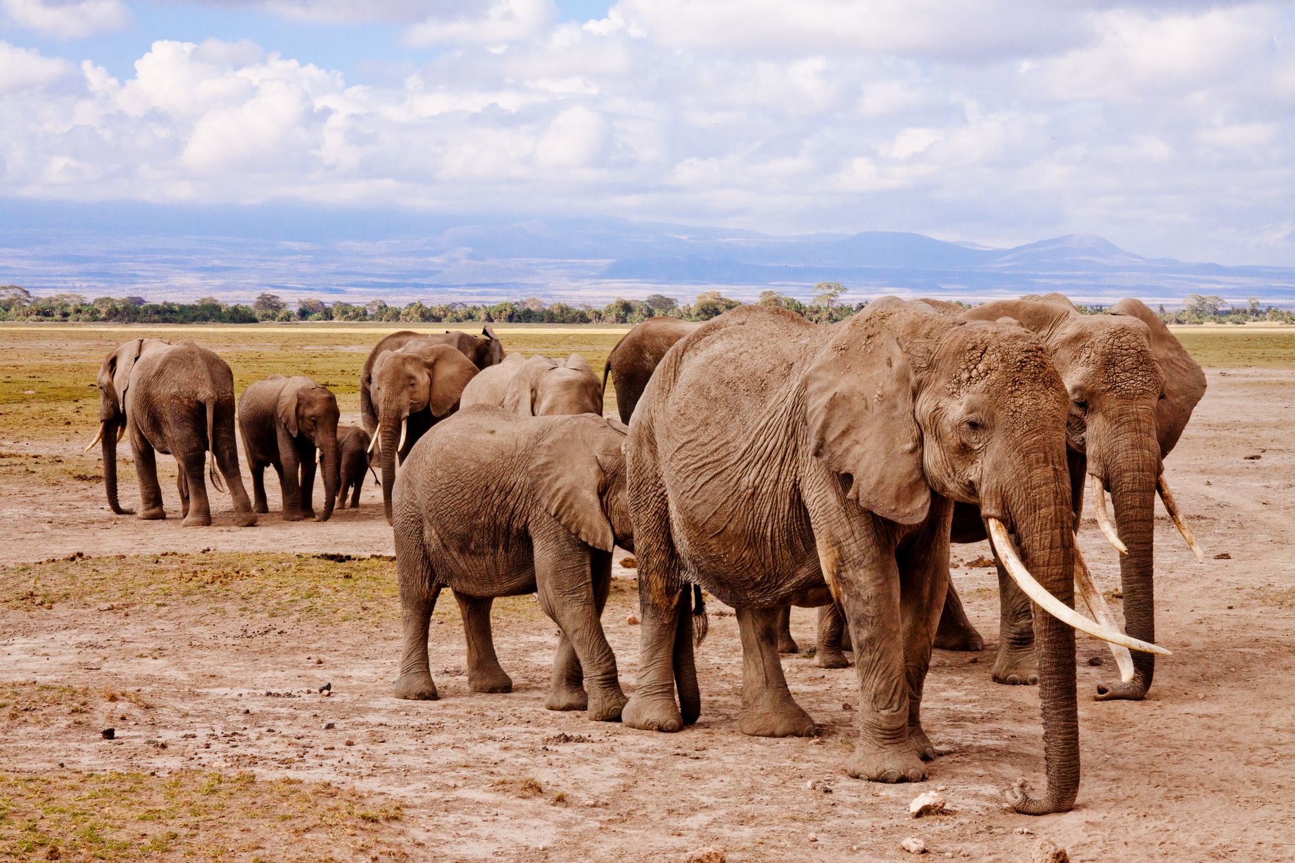 African Elephants: Nature's Pharmacists of the Savanna