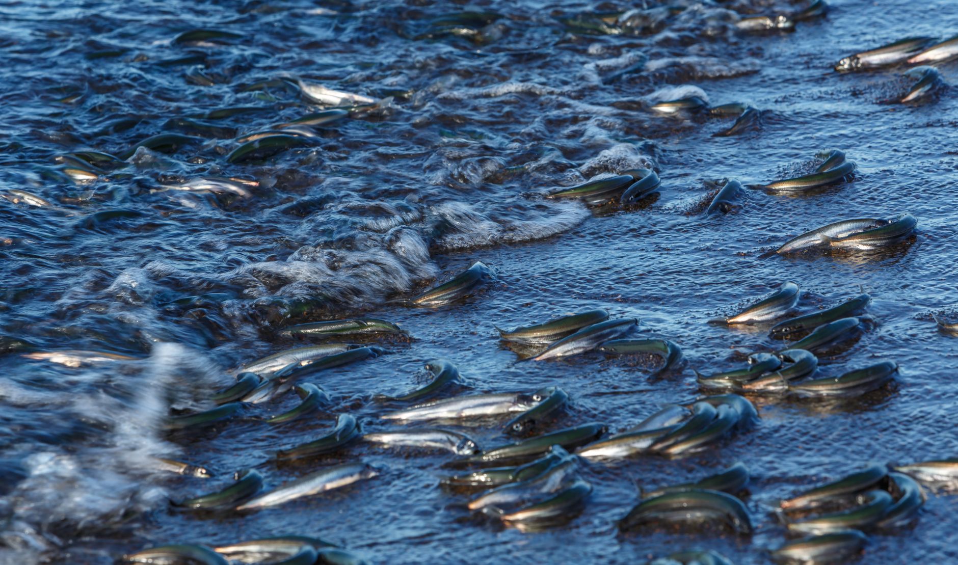The Battle Against Sea Lampreys: A Necessary Sacrifice