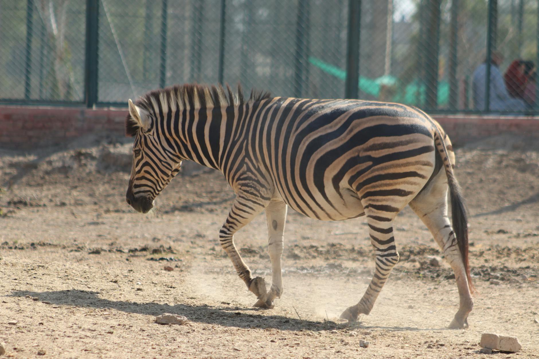 National Zoo Champions Cleanliness with Swachhata Pakhwada