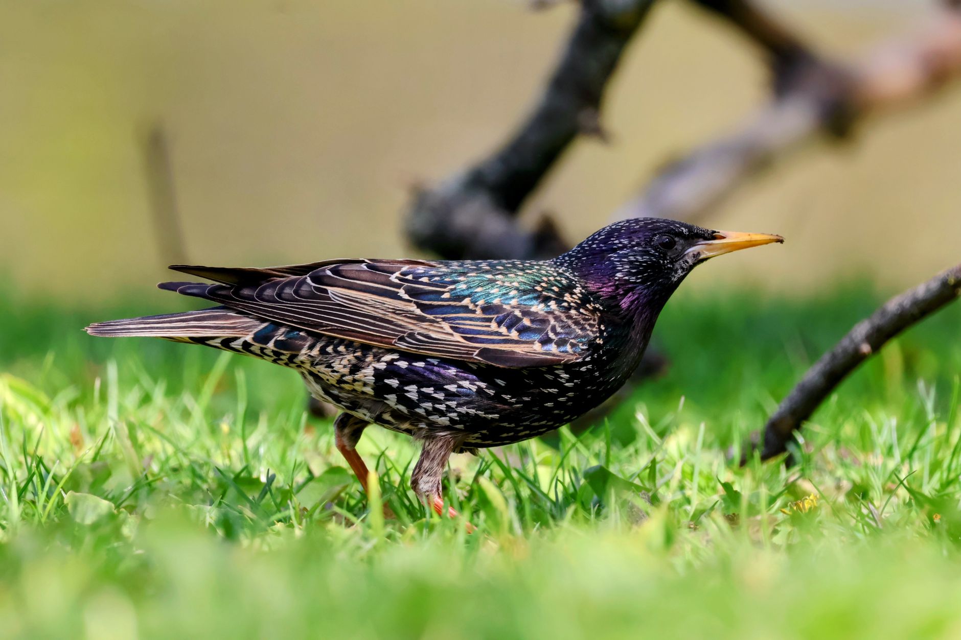 Starling Unveils AI-Crafted Office Suite for Linux Users