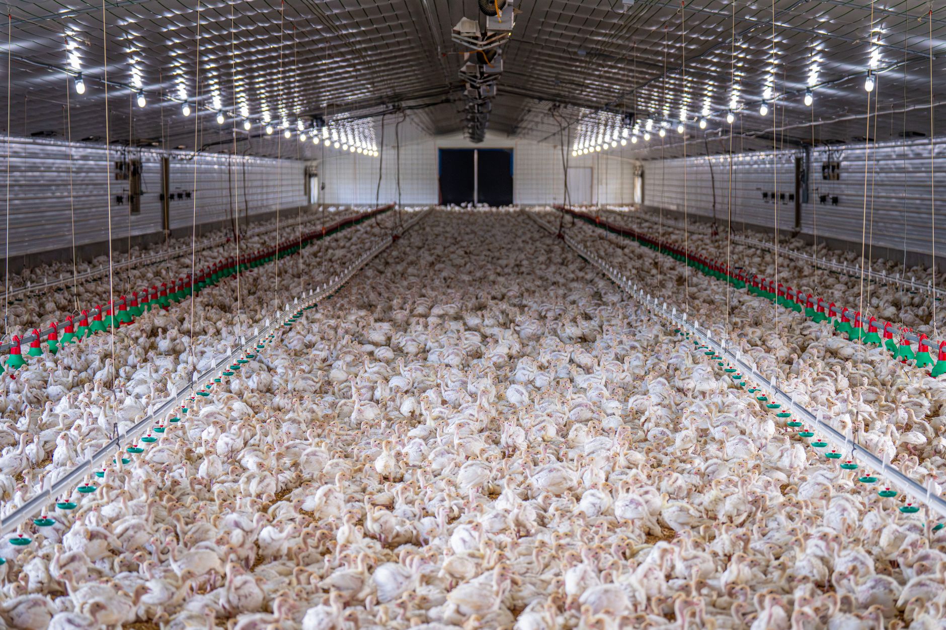 From Silver Screen to Poultry Queen: The Perizaad Zorabian Story
