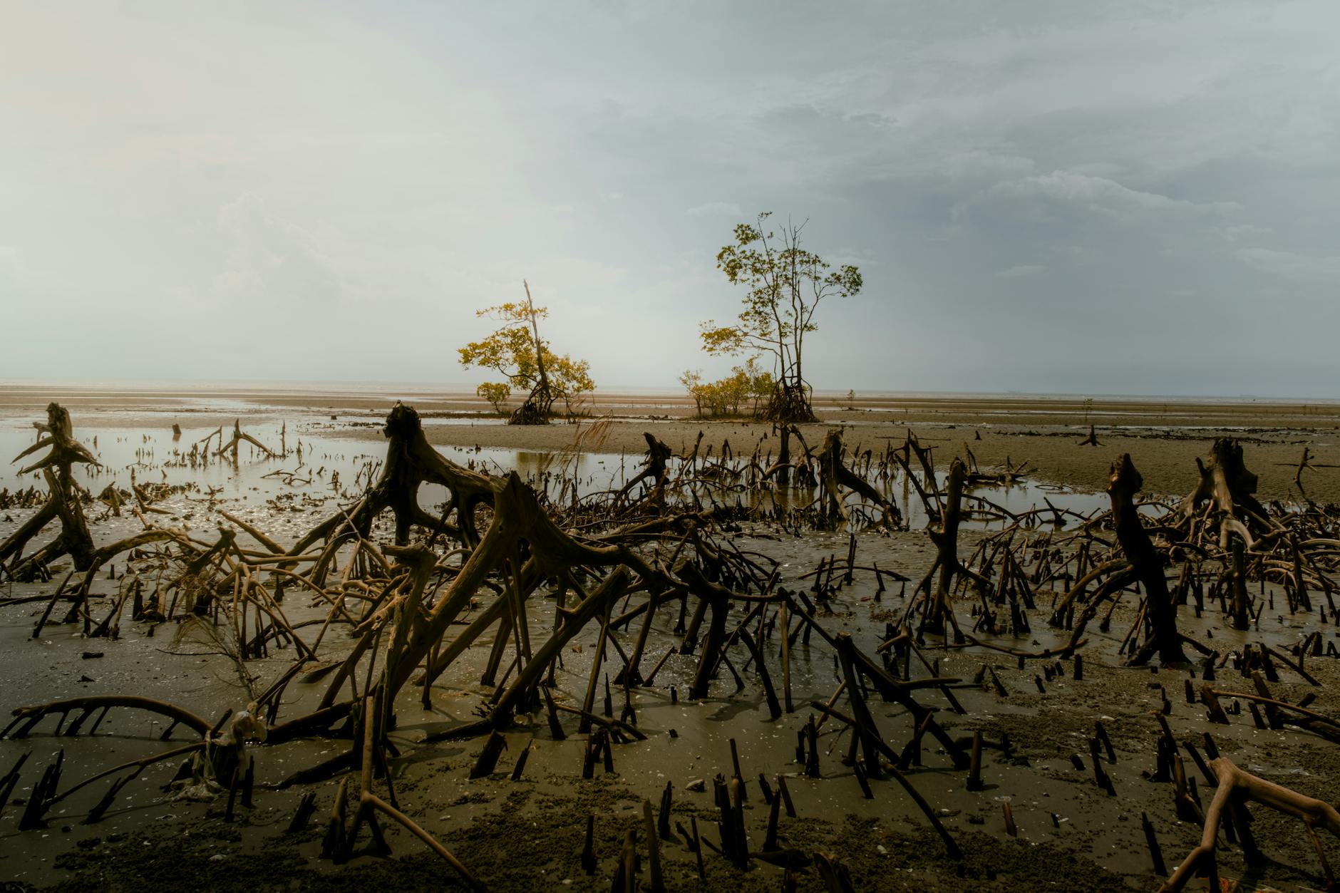 Environmental Ministry Urges Maharashtra to Address Mangrove Complaints