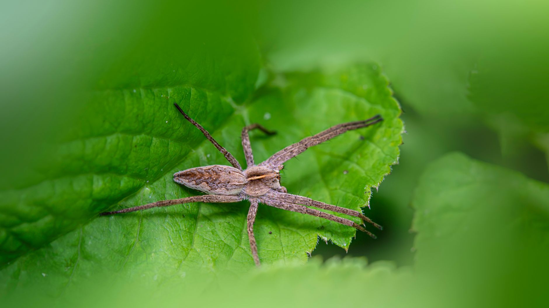 Insects and Spiders: Nature's Unsung Heroes