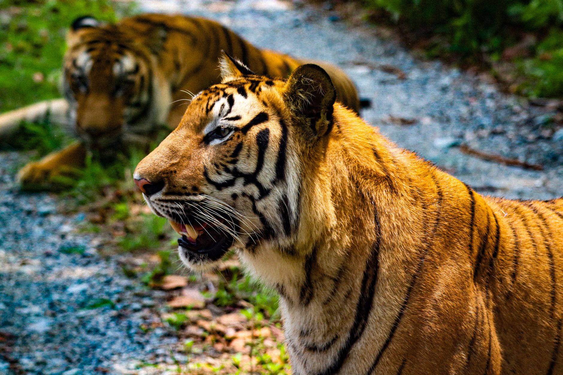 West Bengal May Witness Return of Tigers: A Contemplative Move