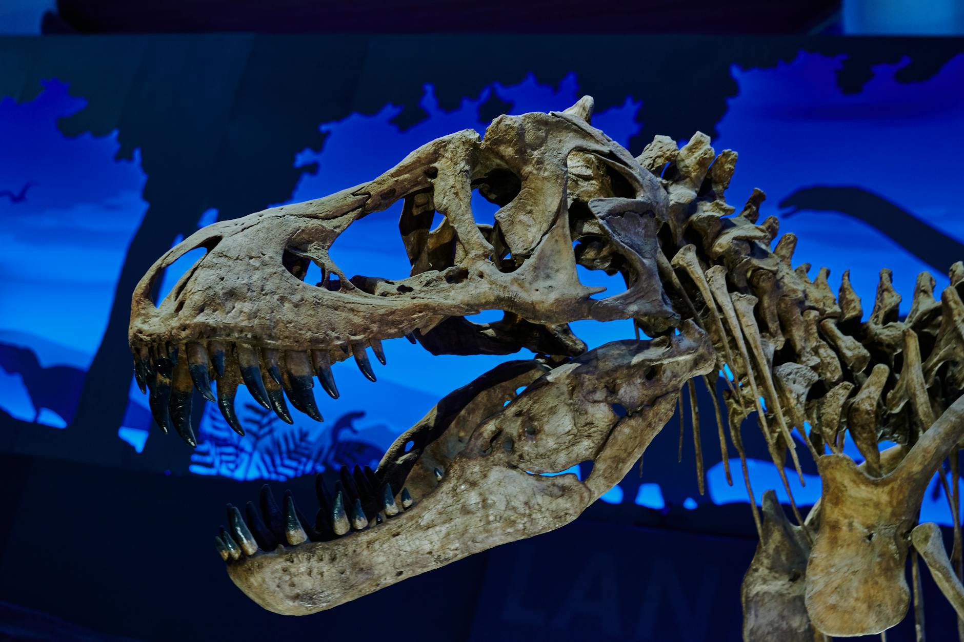 T. rex's Tiny Arms: A Palaeontological Puzzle Unravelled