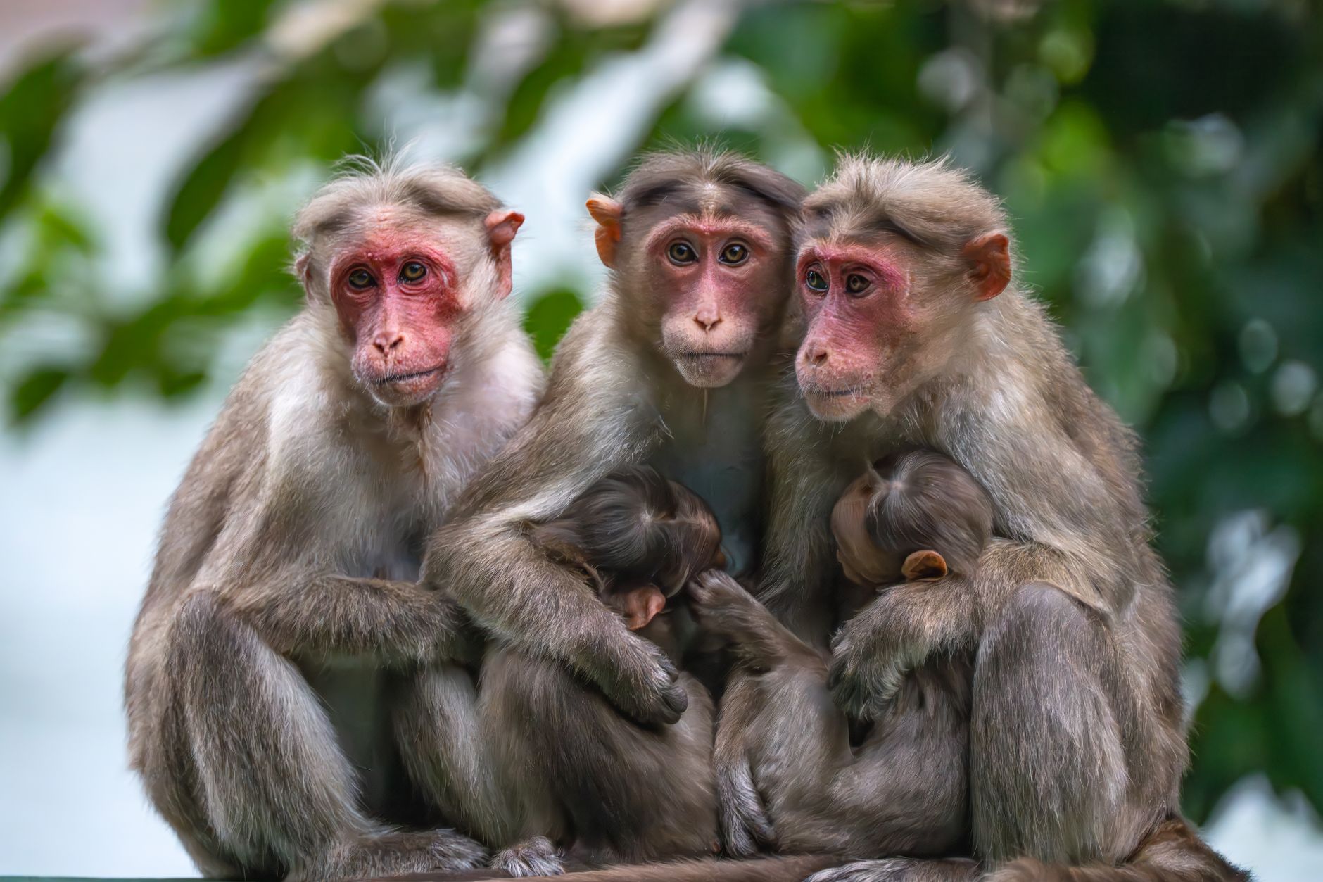 NHRC Probes Karnataka's Response to Monkey Fever Deaths