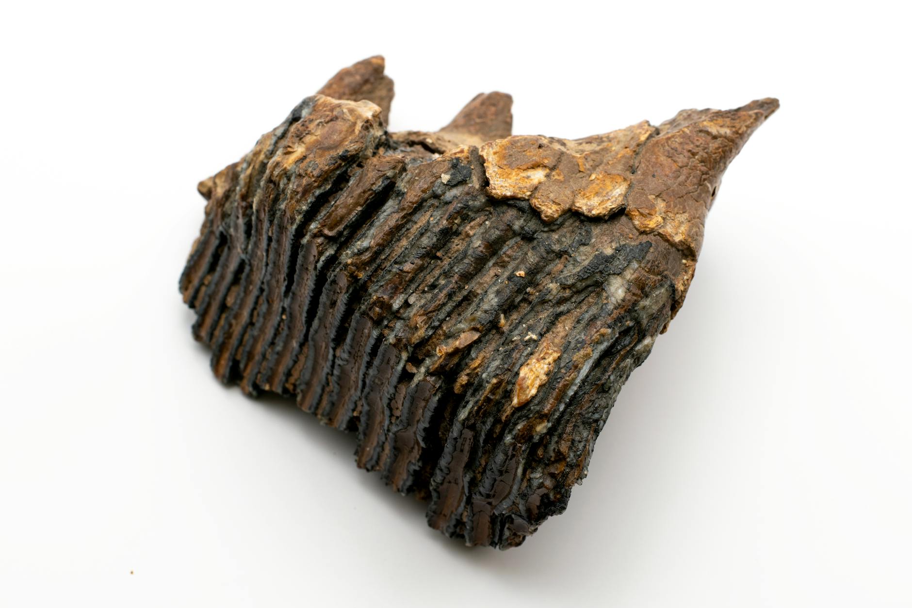 Prehistoric Tooth Proteins Unveil Stone Age Interbreeding