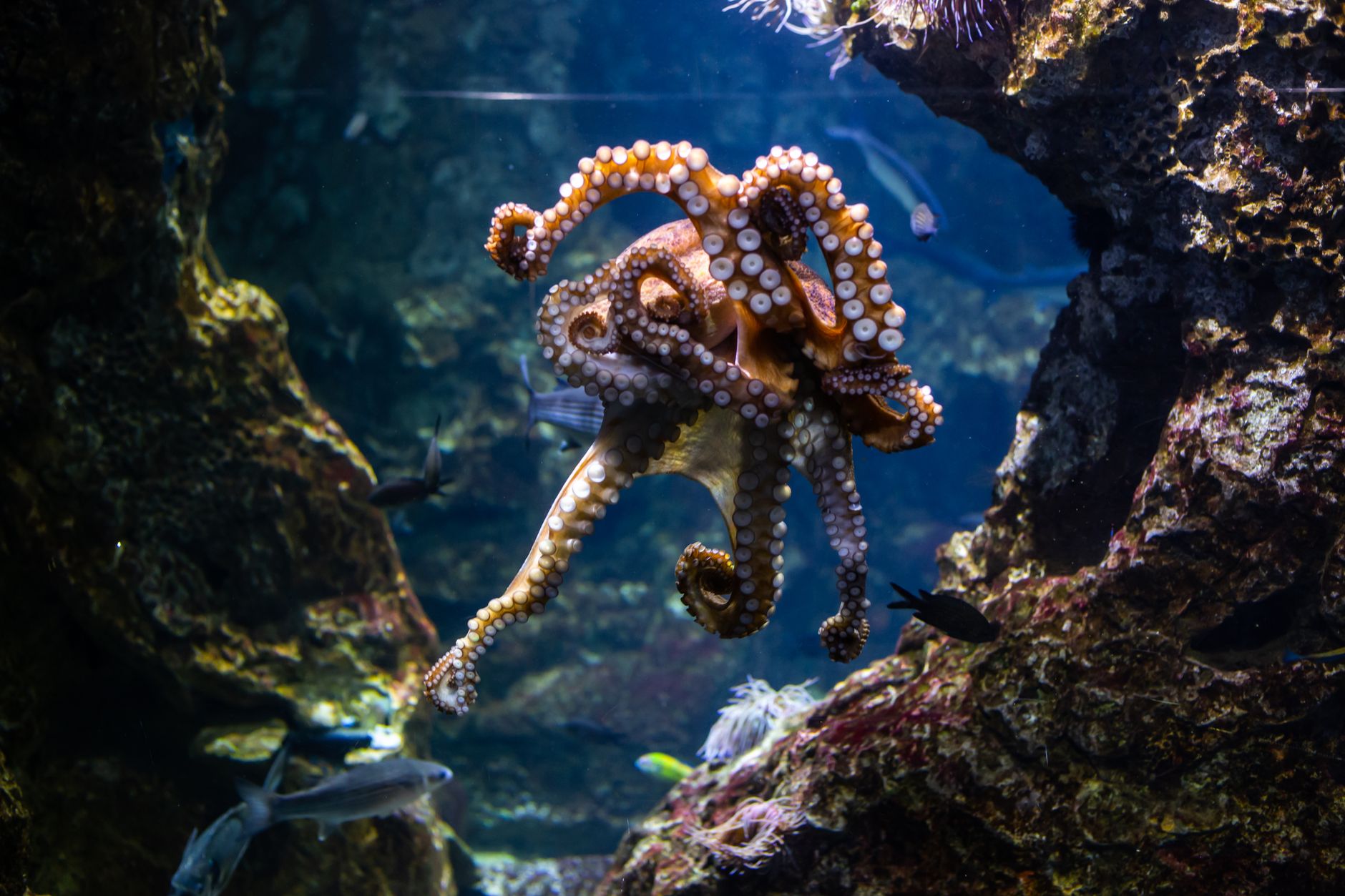 Discovery of Vast Underwater Octopus Nursery off California Coast
