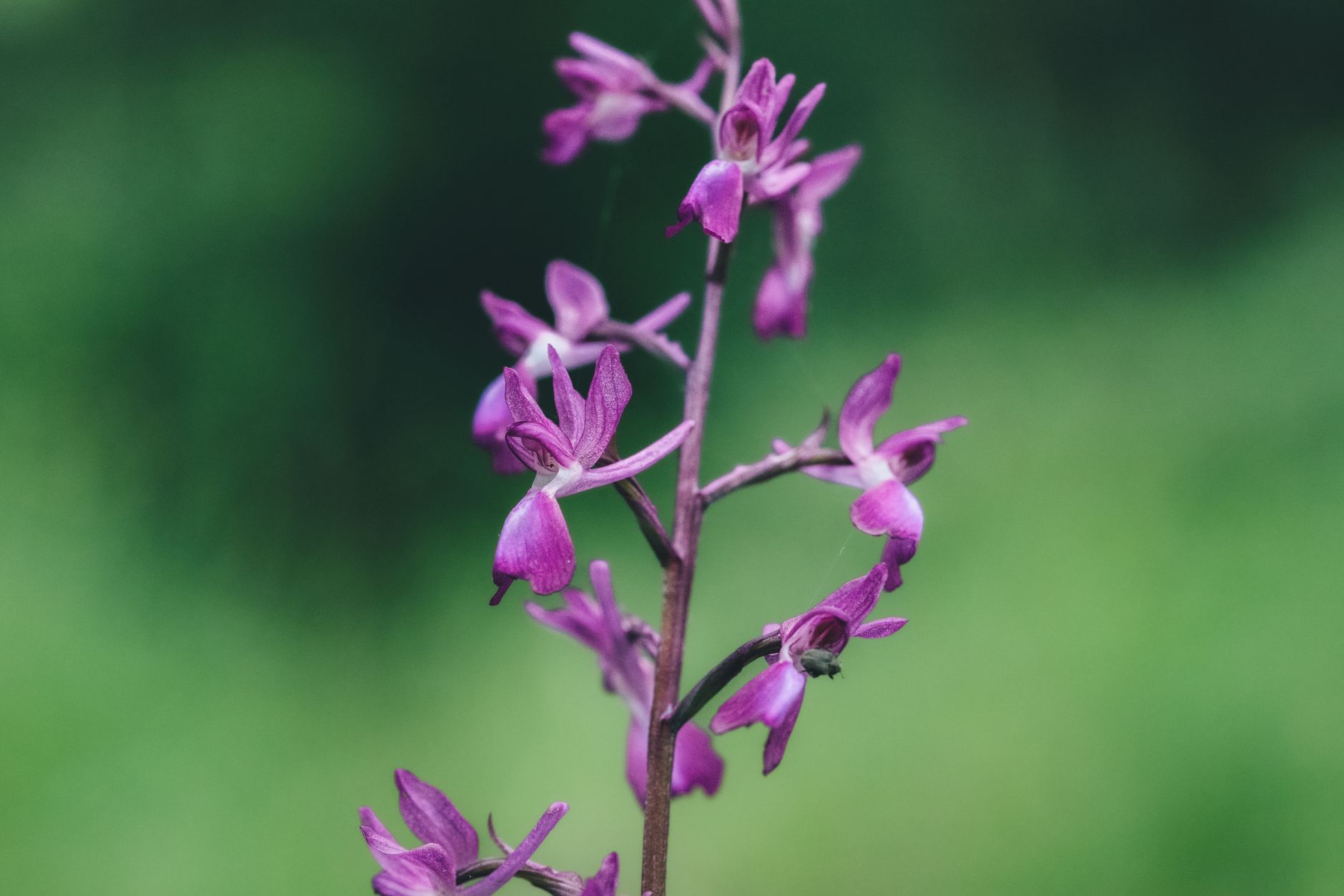 Breakthrough: Rare Queen of Sheba Orchid Blooms from Cloning Effort