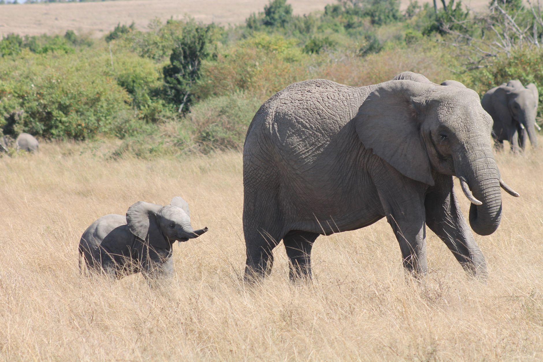 African Elephants Join the Self-Medication Club