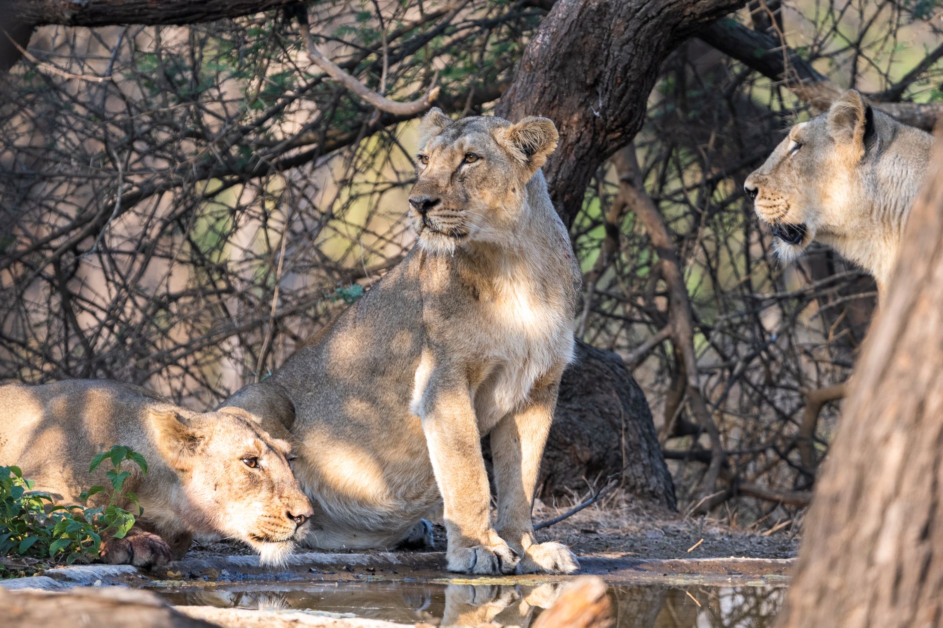 Conservation Concerns: Asiatic Lions' Habitat Under Threat