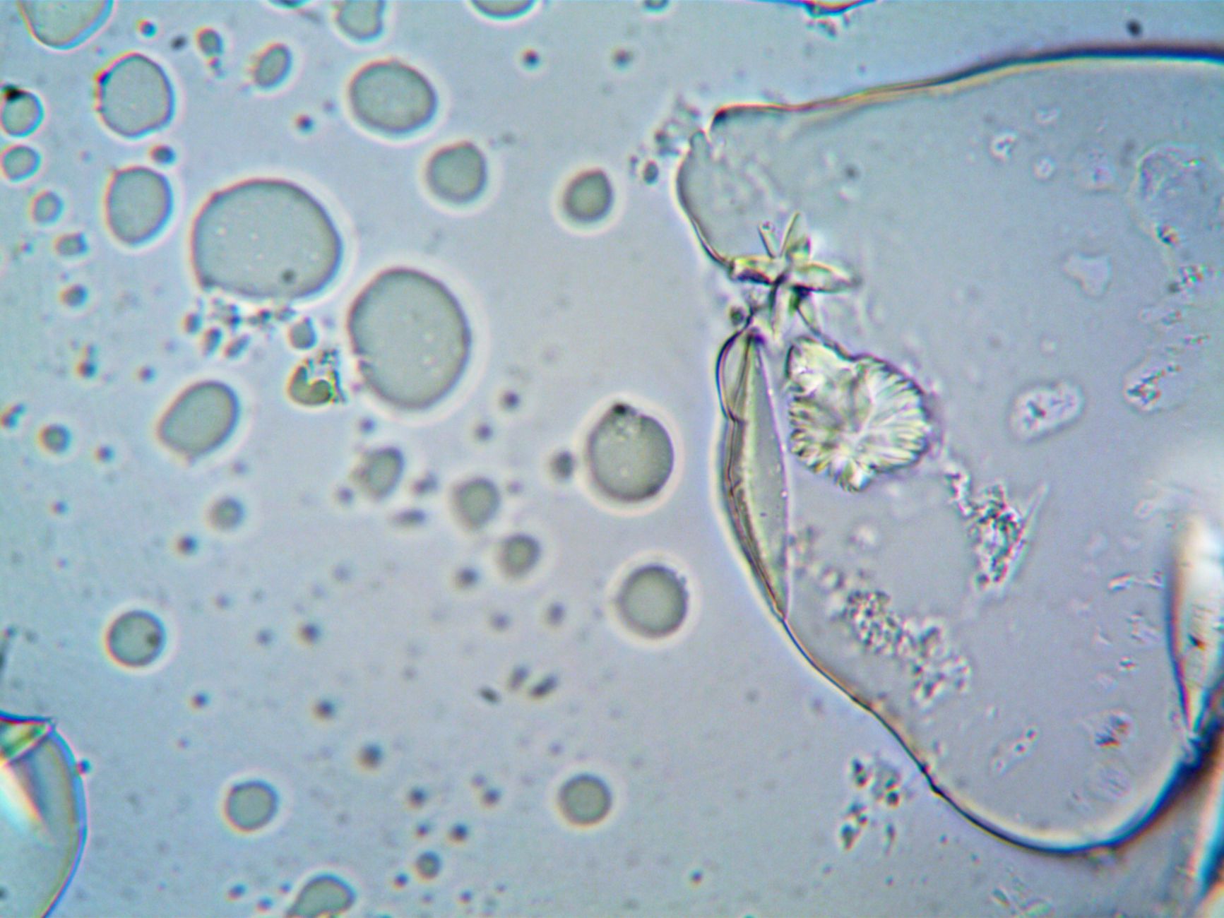 Scientists Unveil Reversible Cause of Cellular Ageing