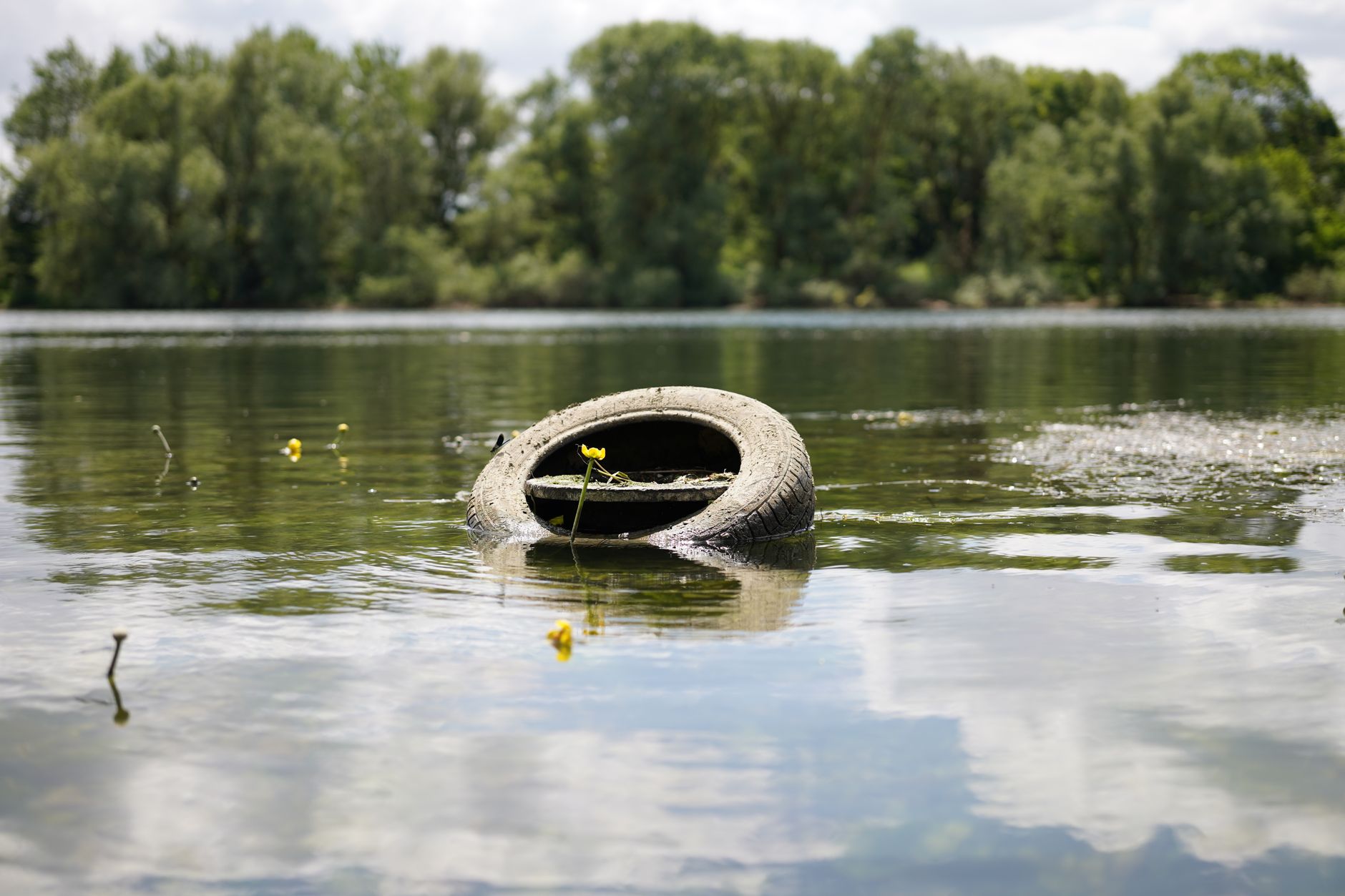 Tiny Mercury Doses Transform Ontario Lake's Ecosystem