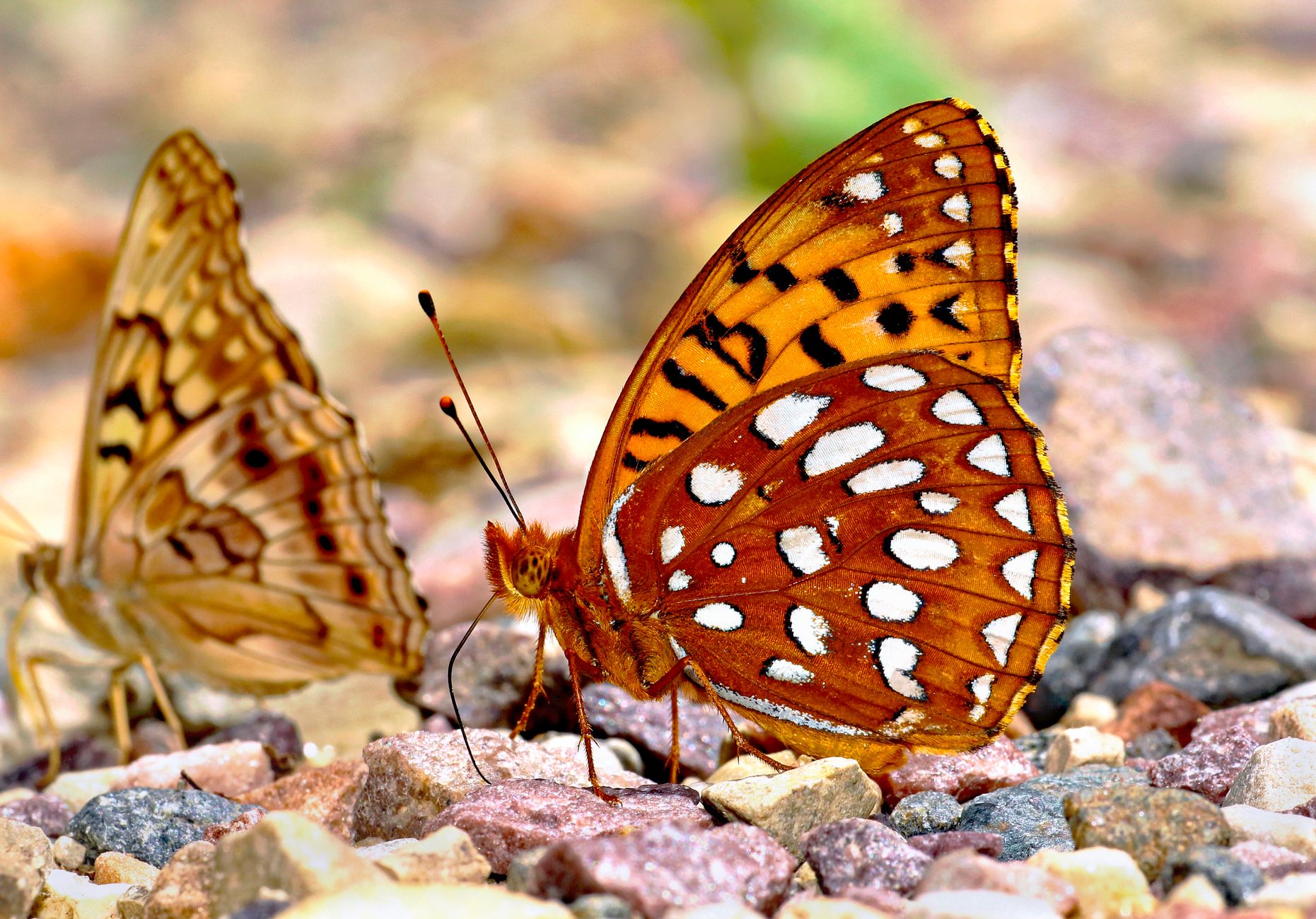 Global Butterfly Habitat Shifts Signal Ecological Alarms