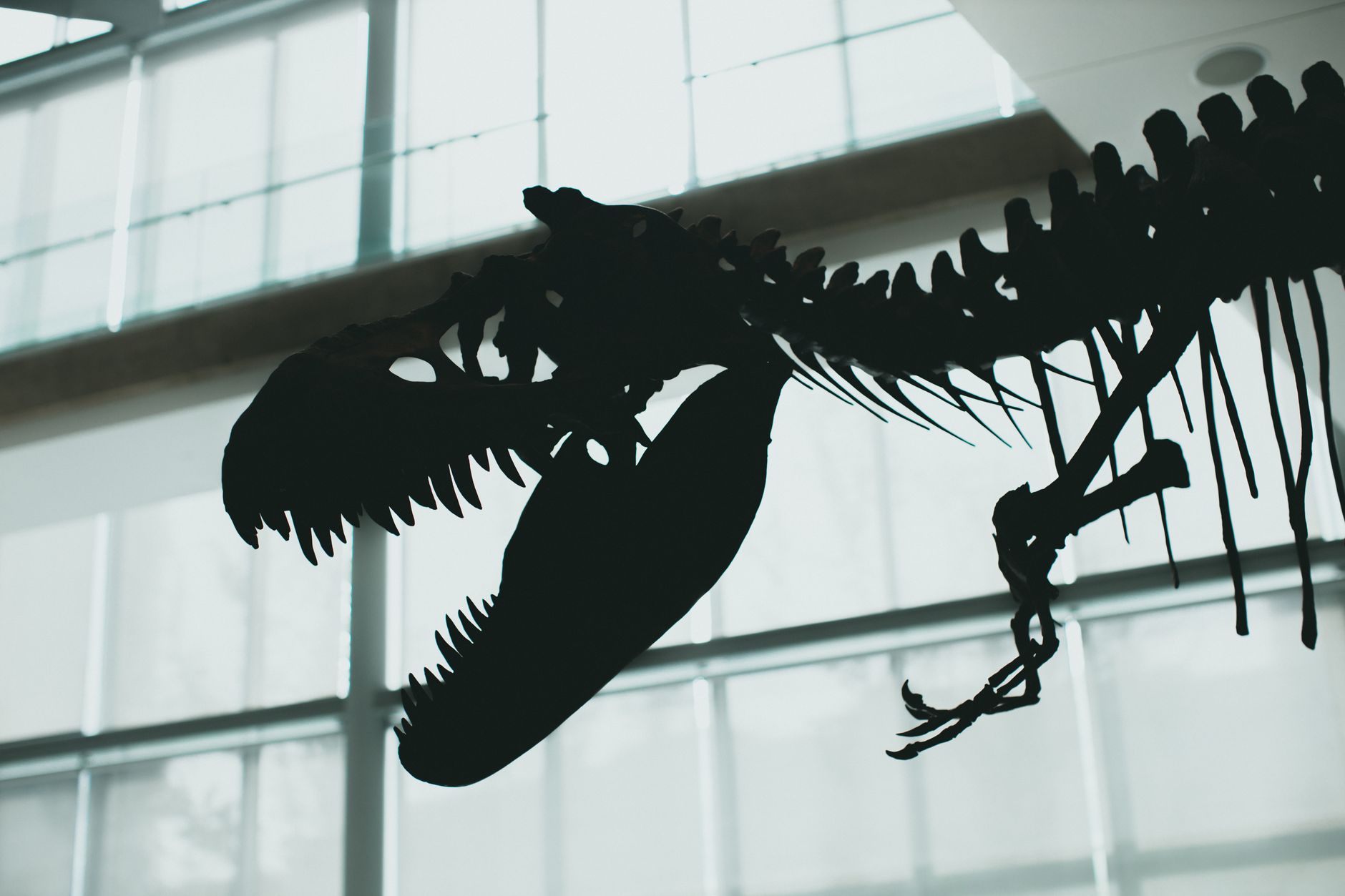 T. Rex Auction Sparks Debate on Fossil Ownership