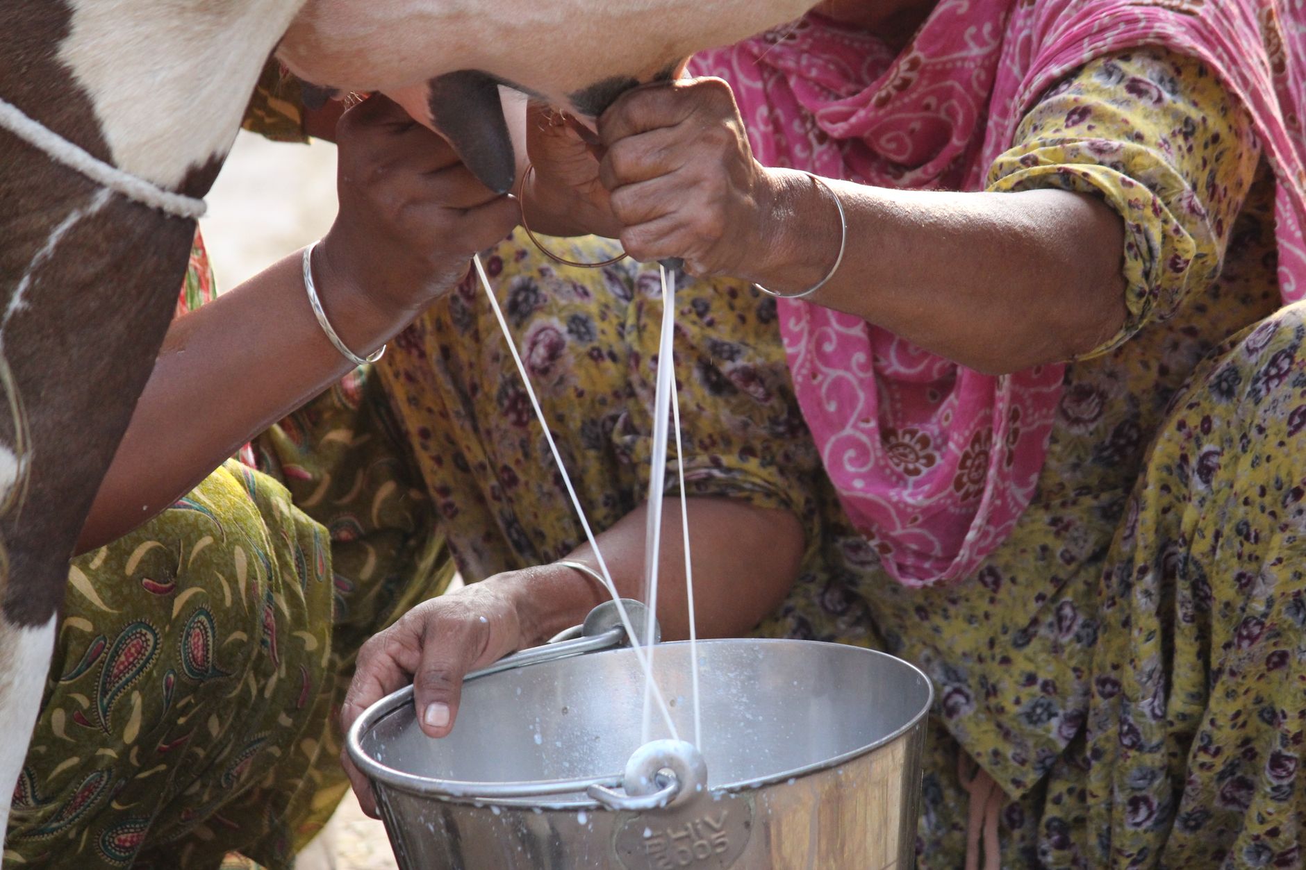 Bombay High Court Rules in Favour of Milk Business Compensation