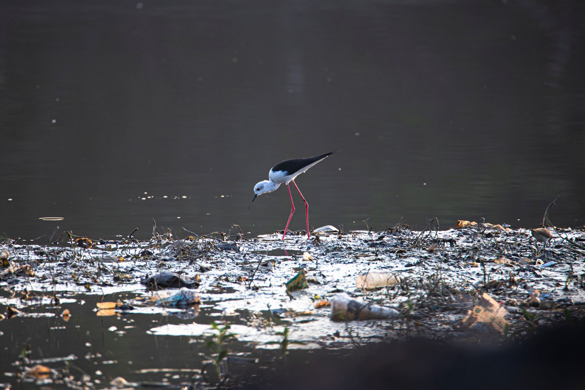 Dharmendra Pradhan Calls for United Effort to Tackle Pollution