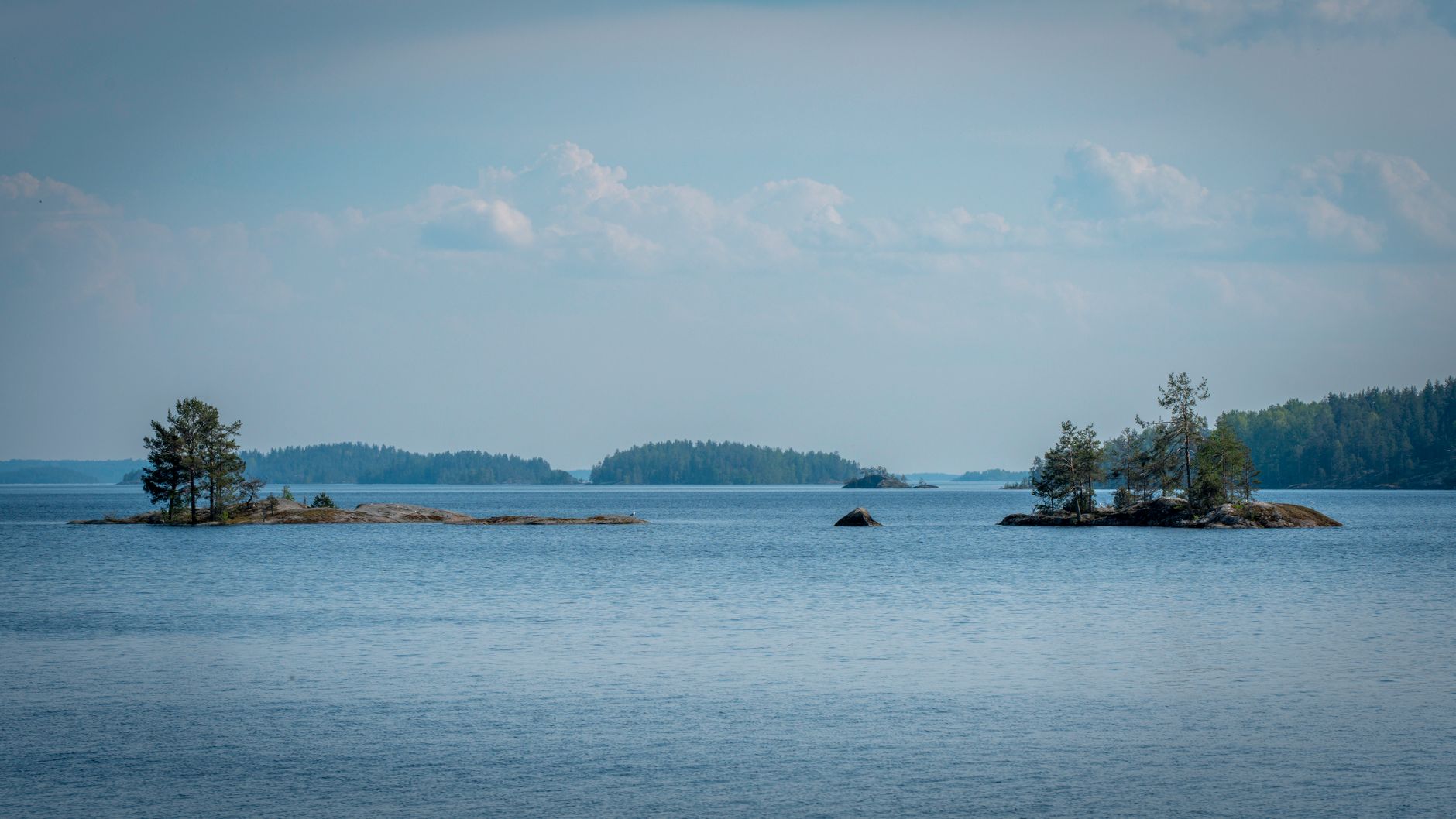 Submerged Spruce: Finnish Experiment Reveals Aquatic Impact