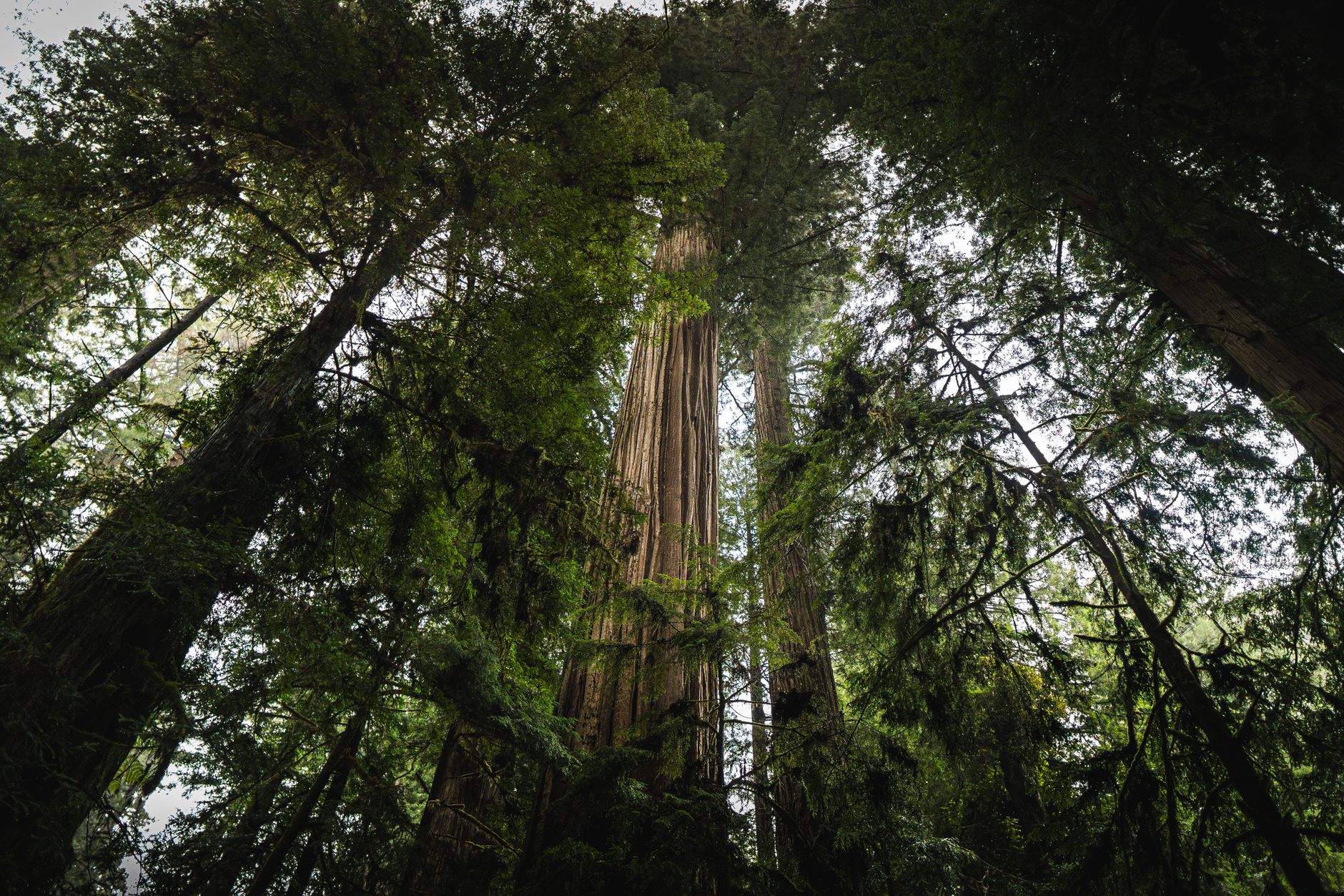 California's Majestic Redwoods Face a Warming Threat