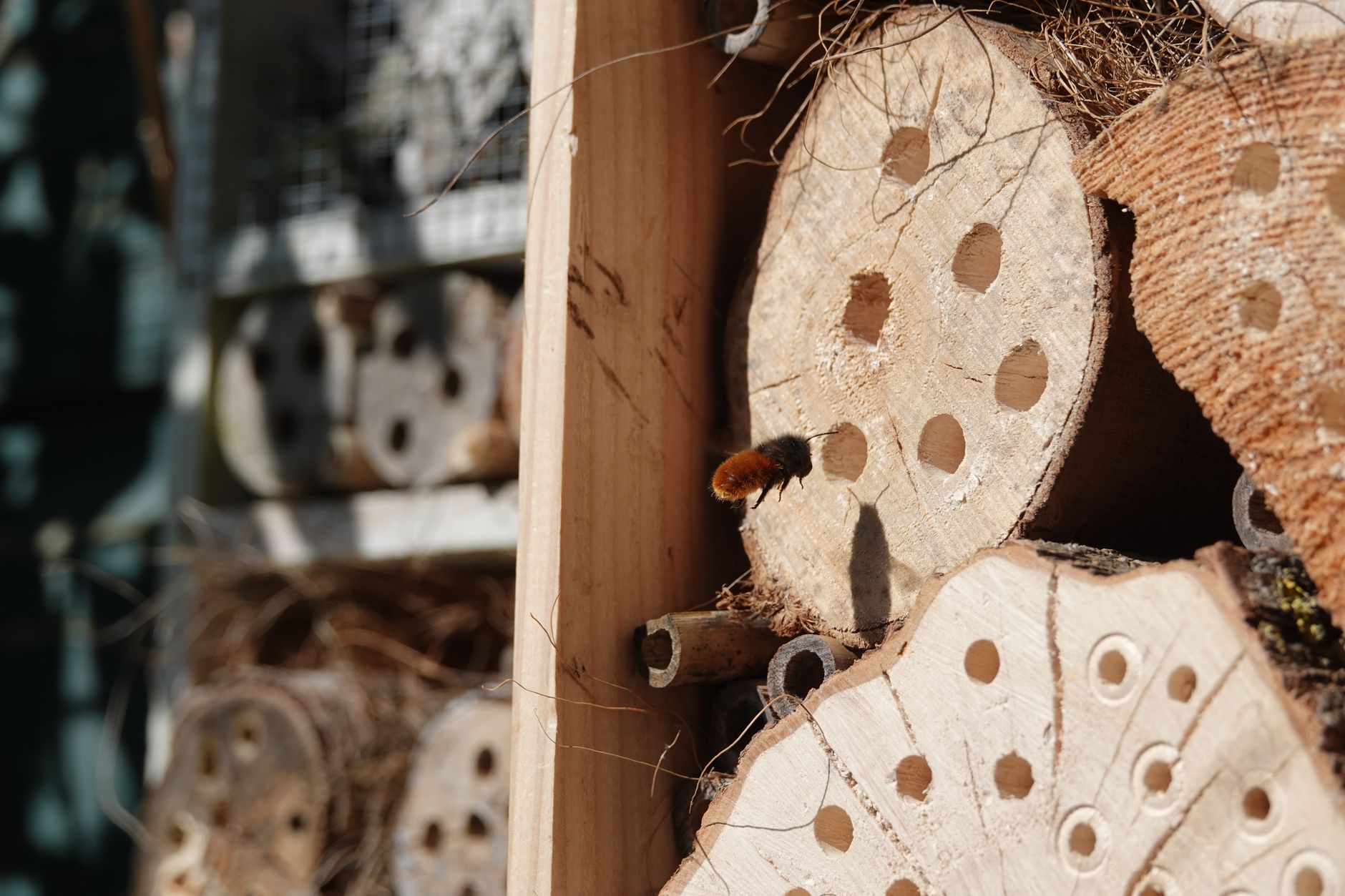 Bee Hotels Revolutionise Understanding of Pollinator Habitats