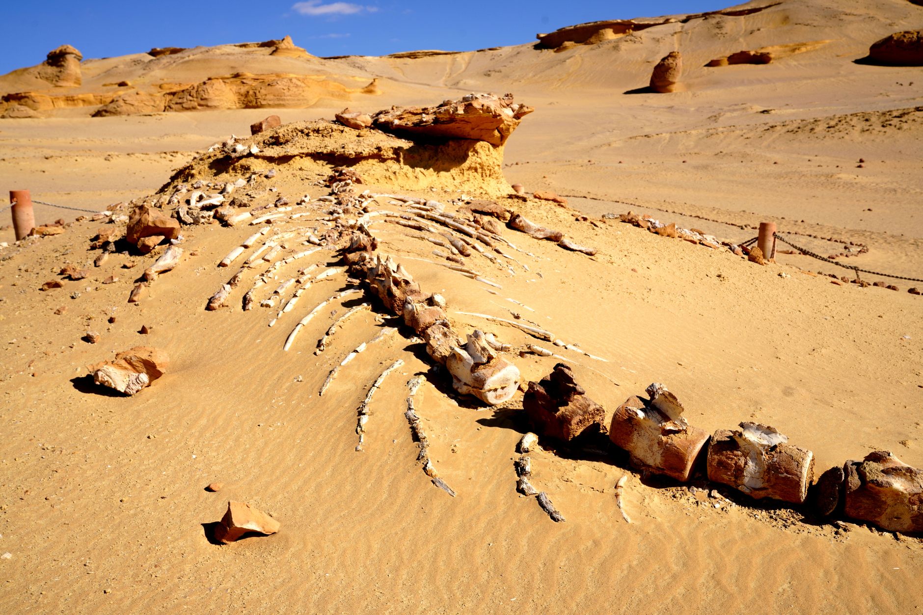 Egyptian Fossil Discovery May Redefine Human Evolution