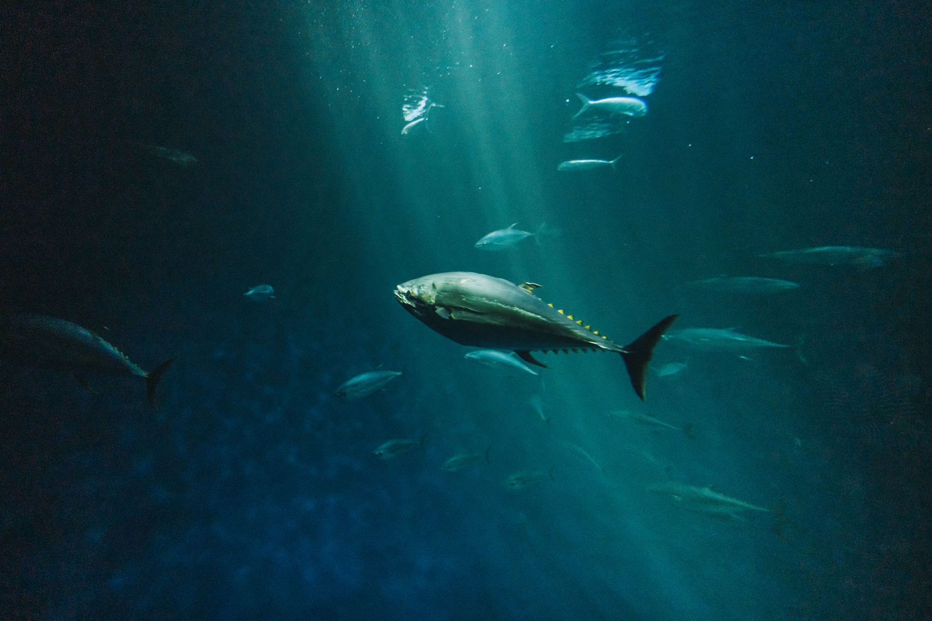 Unravelling the Deep-Sea Protein Mystery: Surviving Under Pressure