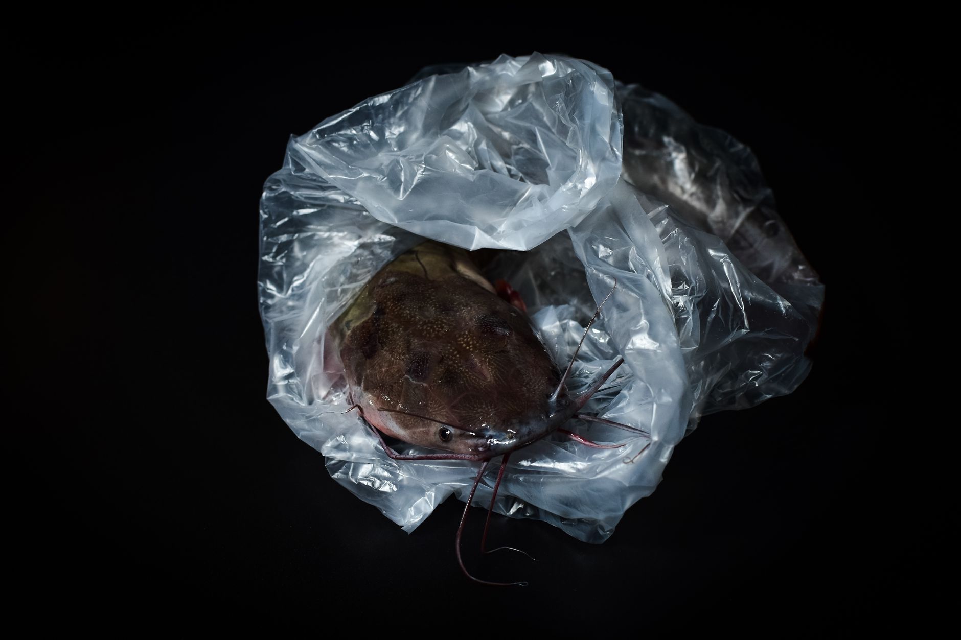 Rare Transmissible Cancer Discovered in Freshwater Fish