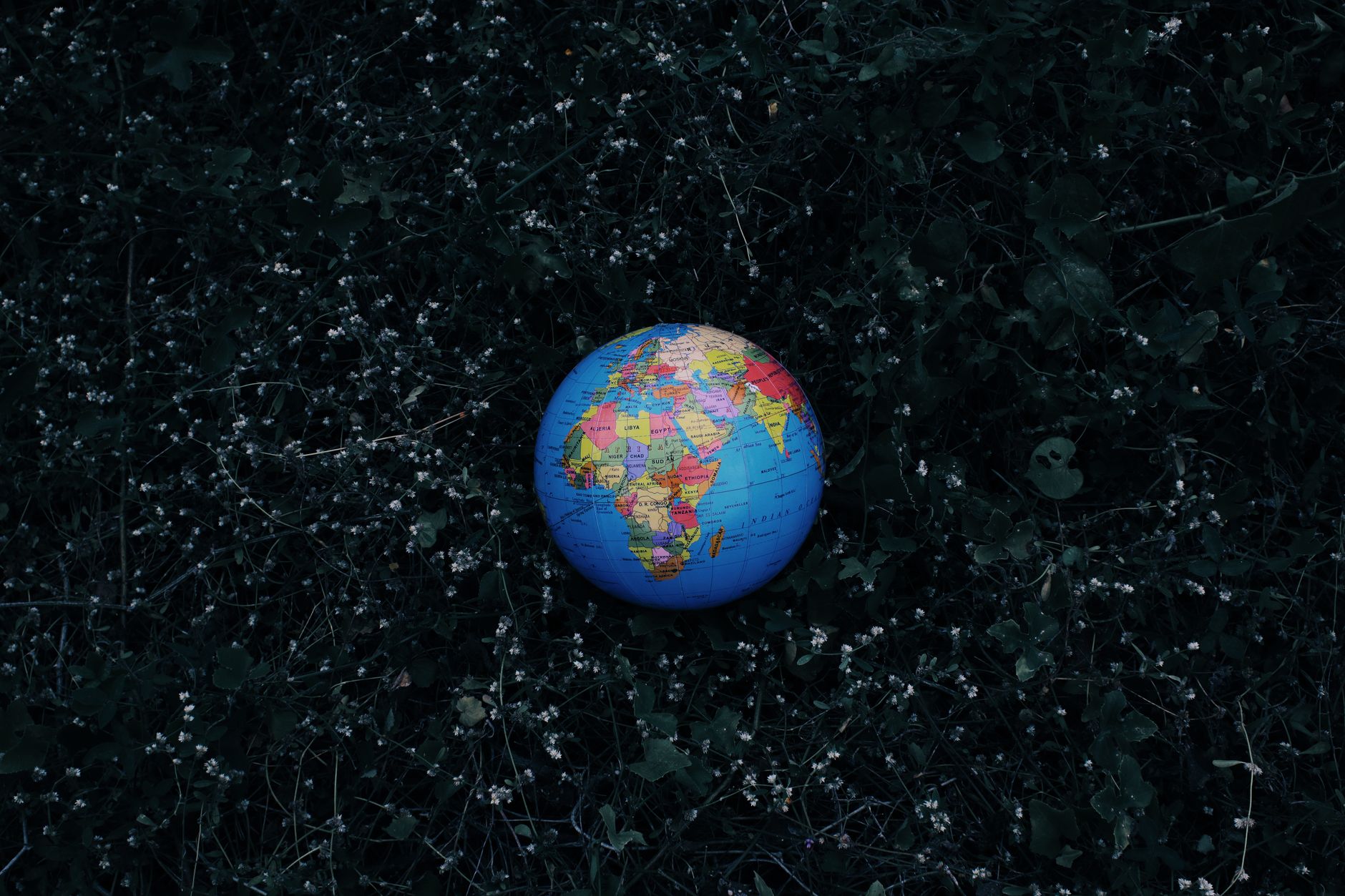 Valmiki University Celebrates World Environment Day with Green Initiative