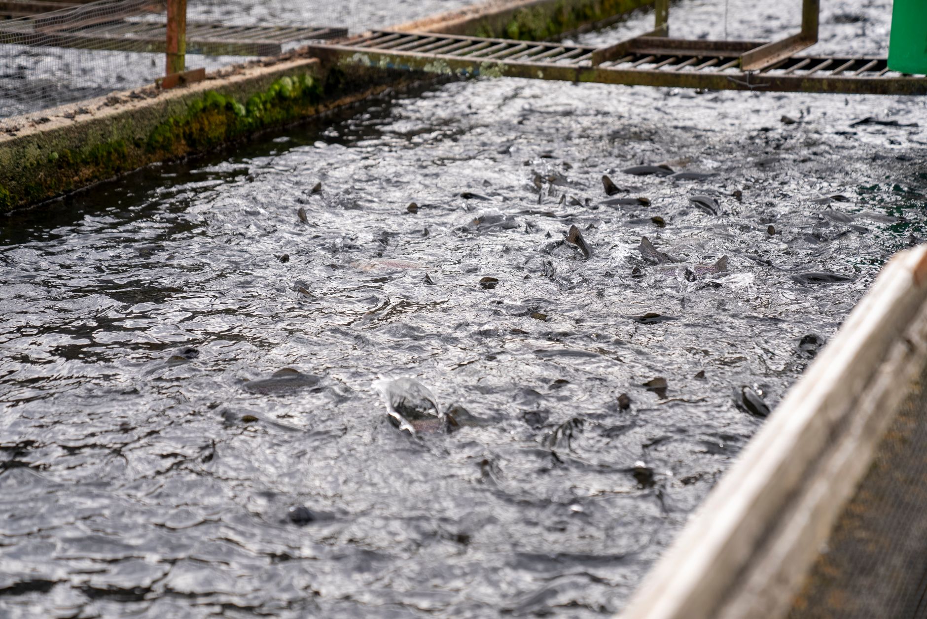 Khyber Aquaculture Gains FSSAI Nod, Eyes Packaged Trout Market