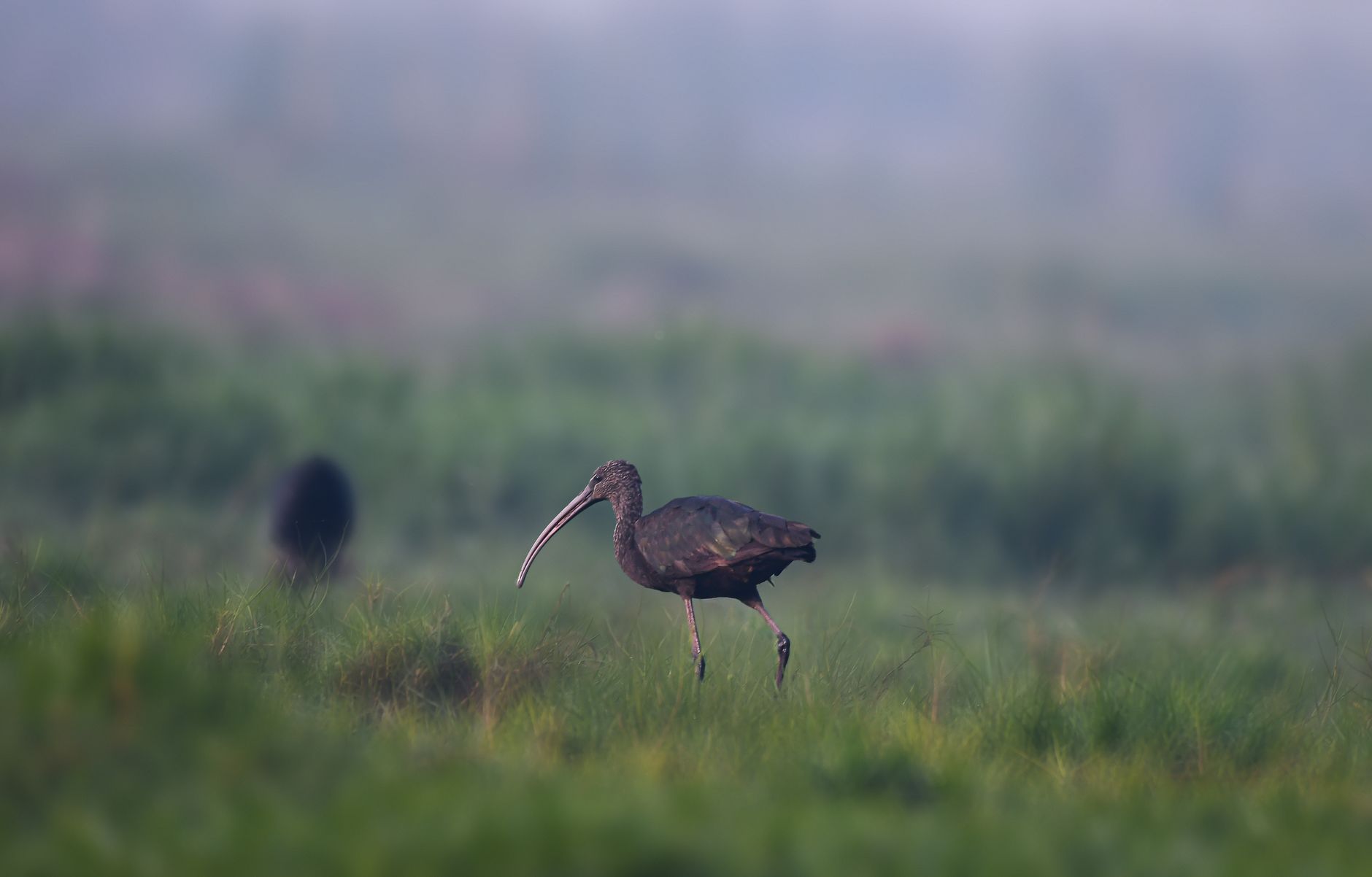 Empowering Women to Lead Birdwatching in Vedanthangal