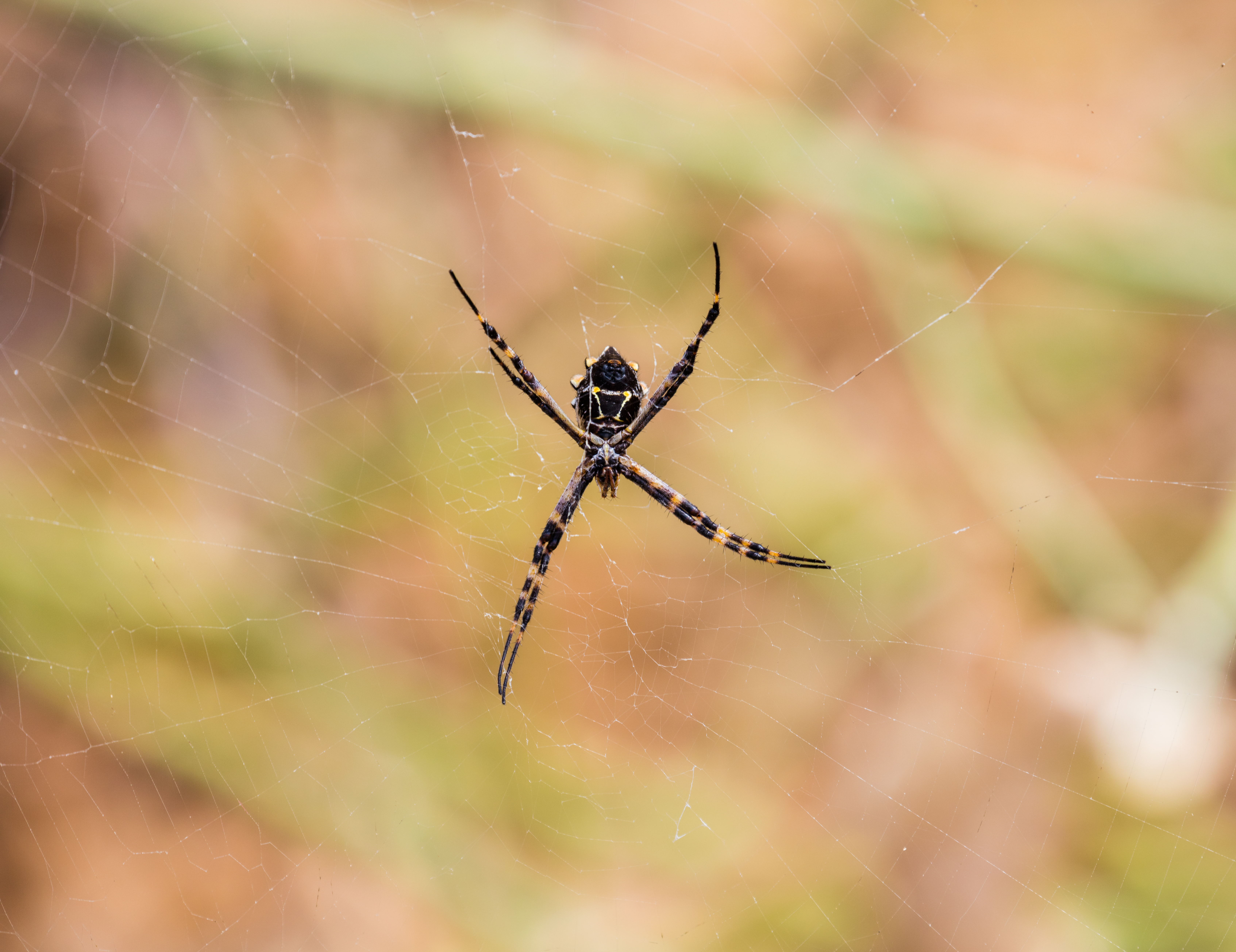 Ecuador Triumphs Over Germany in World Cup Stunner
