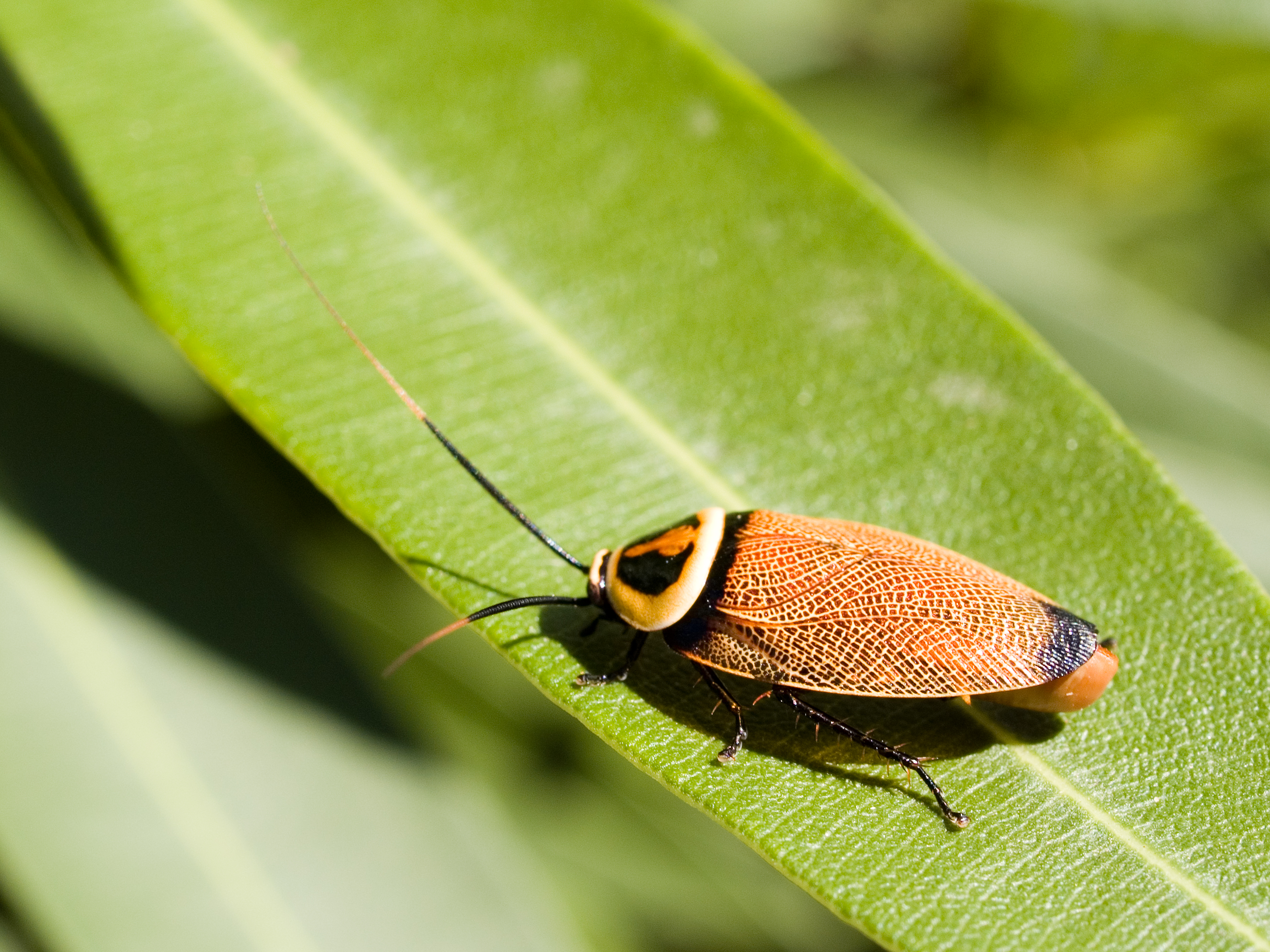 Cockroaches: The Unexpected Heroes of Scientific Discovery